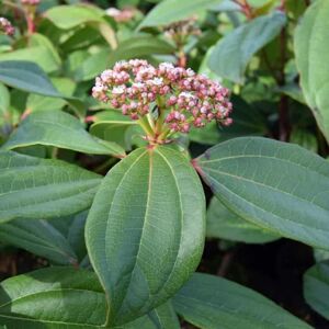 Viburnum davidii 15-20 cm